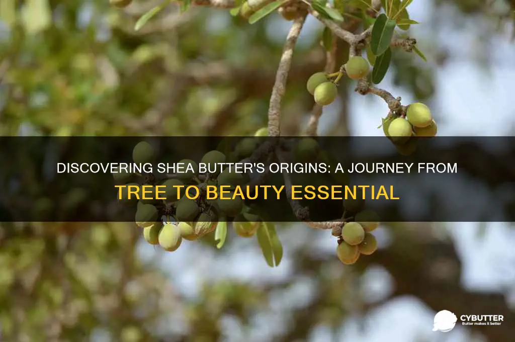 where do you get shea butter from
