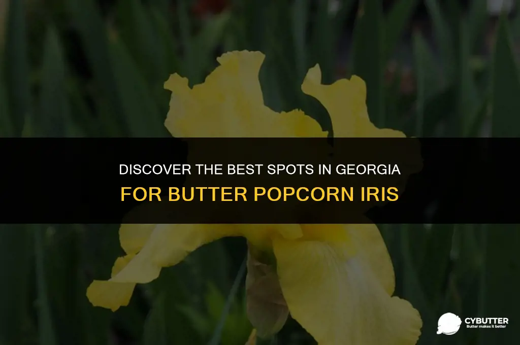 where in ga to buy butter popcorn iris