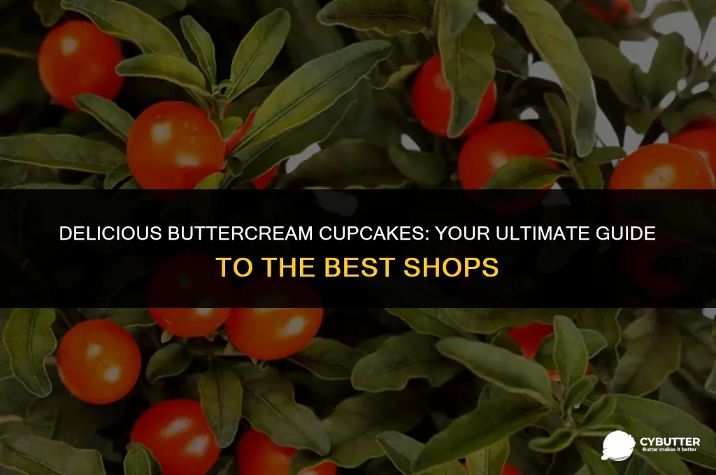 where to buy butter cream cuppcakes