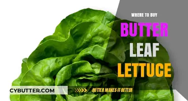 Fresh and Crispy: Your Guide to Finding Butter Leaf Lettuce Nearby