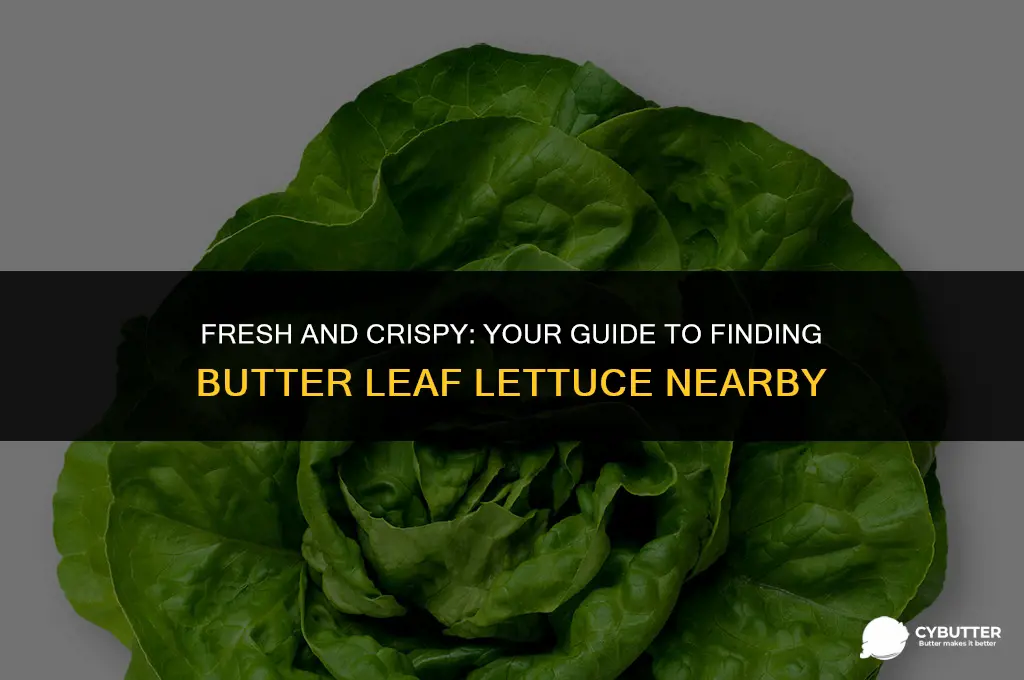 where to buy butter leaf lettuce