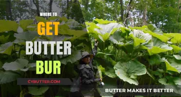 Discover the Best Sources to Find Butter Bur Plants Easily