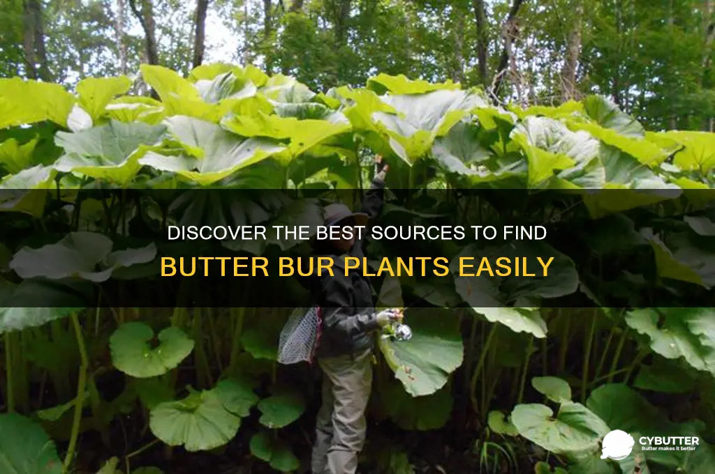 where to get butter bur