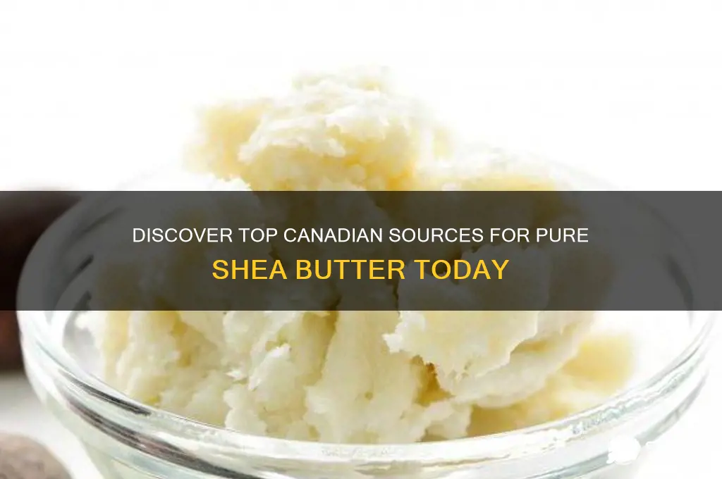 where to get shea butter in canada
