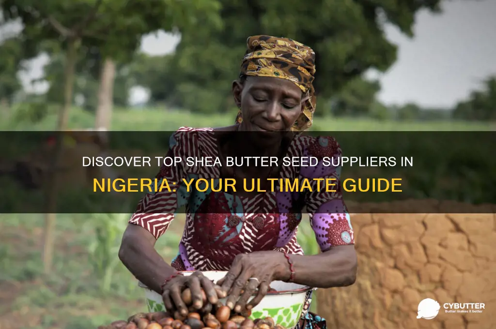 where to get shea butter seed in nigeria