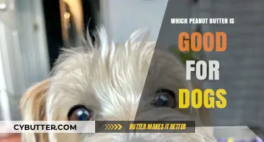 Best Peanut Butter for Dogs: Safe, Healthy, and Tasty Options