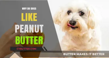 The Irresistible Lure: Why Dogs Adore Peanut Butter