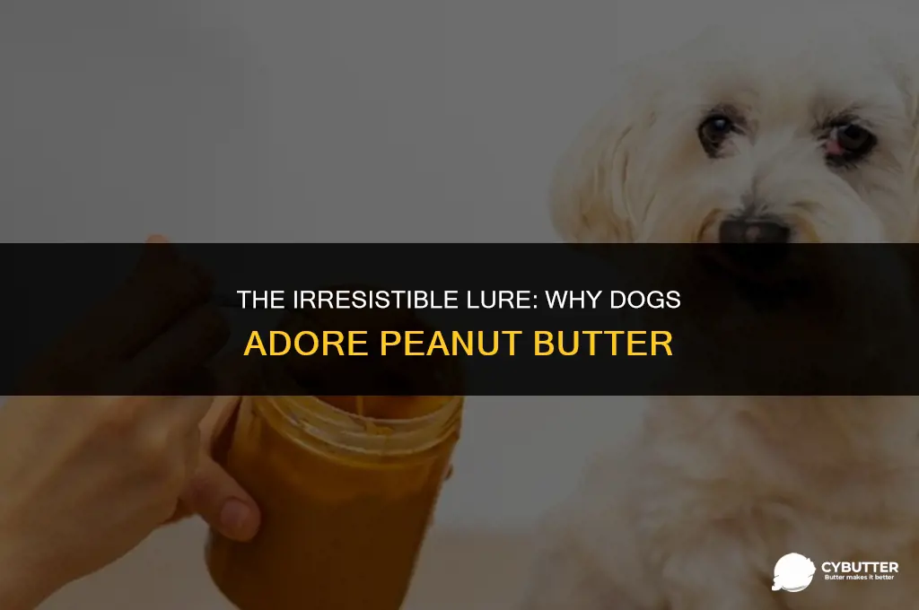 why do dogs like peanut butter