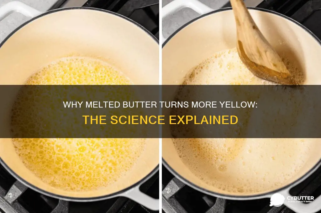 why does butter get more yellow when it is melted