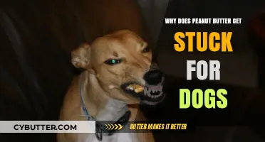 Why Peanut Butter Sticks: A Dog's Delight or Dilemma?