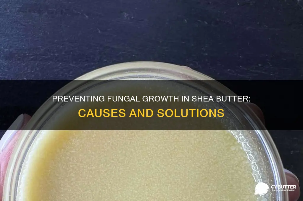 why does shea butter get fungus growing in it