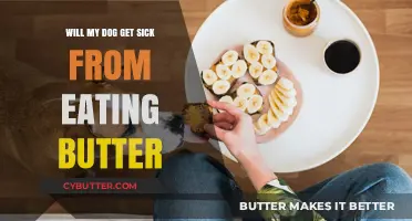 Can Dogs Eat Butter? Risks and Health Concerns Explained