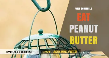 Squirrels and Peanut Butter: A Nutty Relationship Explored